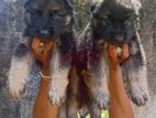German Shepherd Puppies