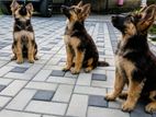 German Shepherd Puppies