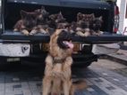 German Shepherd Puppies