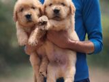 Golden Retriever Puppies