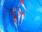 Koi Fish
