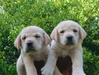 Labrador Puppies