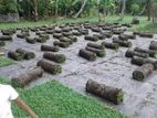 quality malaysian grass