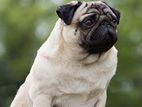 Quality Male Pug for Crossing (stud)