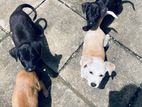Quality Puppies for Kind Homes