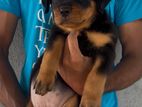Rottweiler Puppies