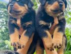 Quality Rottweiler Puppies