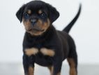 Quality Rottweiler Puppies for sale
