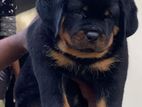 Quality Rottweiler Puppy