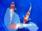 SL Koi Fish