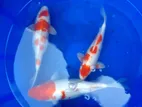 SL Koi Fish