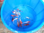 SL Koi Fish