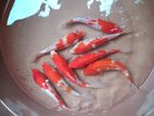 Sl Koi Fish