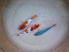 Koi Fish