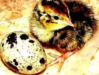 Quail වටු කුරැල්ලන්