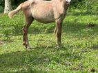Pony Female