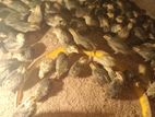 Quail Chicks