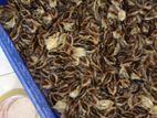 Quail Chicks