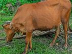 Farm Cow
