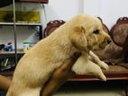 Labrador Retriever Puppies