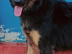 German Shepherd Male Puppy