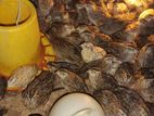 Quail Chicks