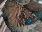 Quails