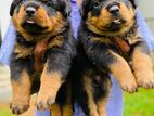 Rottweiler Puppies