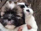 Shih Tzu Puppies