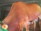Quran Cow