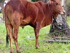 Qurban Bulls