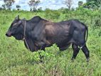 Qurban Bull