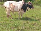 Farm Cow