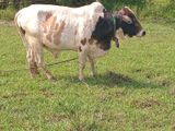 Farm Cow