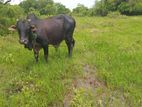Farm Cows