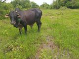Farm Cows