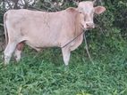 Qurban Cow
