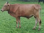 Qurban Cow