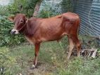 Qurban cow