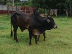 Farm Cow