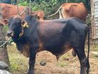 Bulls