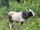 Qurban Cow