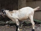 Qurbani Goats