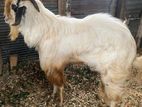 Qurban Goats