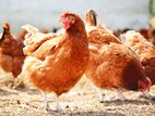 R I කිකිලියන් Hen