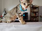 Male Cat for Kind Home