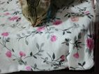 Male Cat for Kind Home