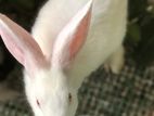 Rabbits