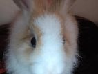 Angora Rabbit with Cage
