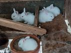 Rabbit angora